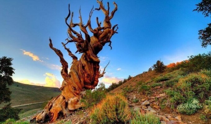 Зеленые долгожители: сколько живут деревья? (10 фото)