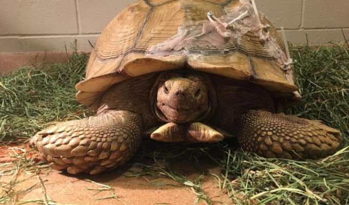 Ветеринар починил черепахе сломанный панцирь, пустив в ход винты (5 фото)