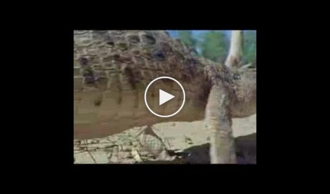 Забавный клип про крокодила