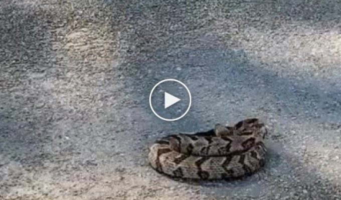Змея пытается атаковать машины на дороге