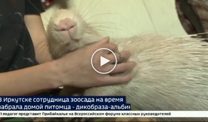 Дикобраз-альбинос-москвич в гостях у трех иркутских котов