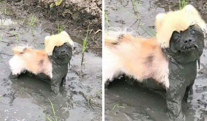 50 причин, почему не стоит разрешать своей собаке играть в грязи (50 фото)