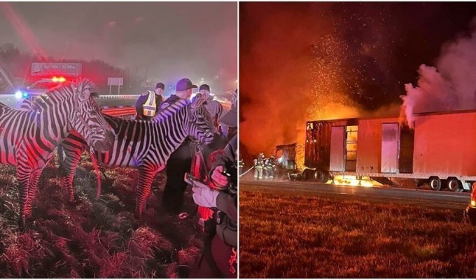 Цирковых животных спасли из горящего трейлера (8 фото + 1 видео)