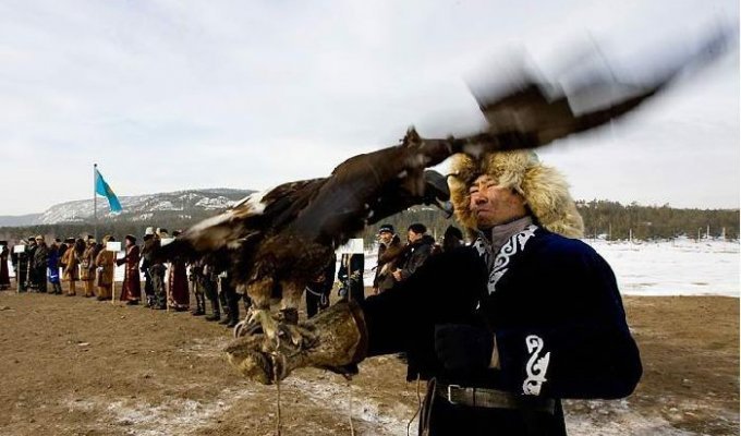  Соколиная охота в Казахстане (14 фото)