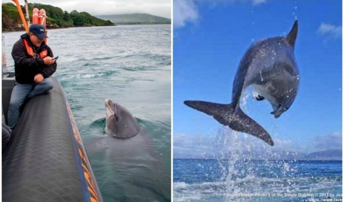 В Ирландии исчез дельфин, который дружил с местными жителями 37 лет (6 фото)