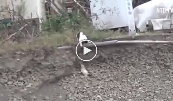 Кошка спасает щенка