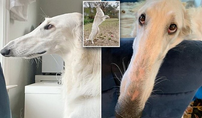 Вот это шнобель: собака с длинным носом очаровала соцсети (7 фото)