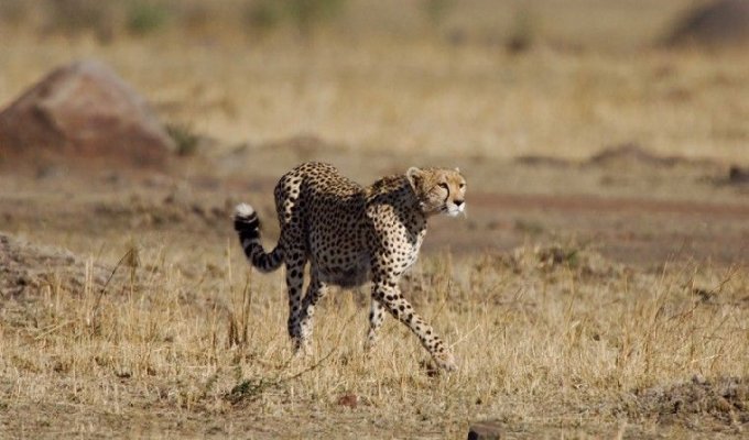  Леопард на охоте (11 Фото)