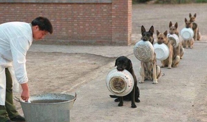 Правда ли, что служебные собаки стоят за едой в очередях? Да ещё и со своей посудой! (4 фото)