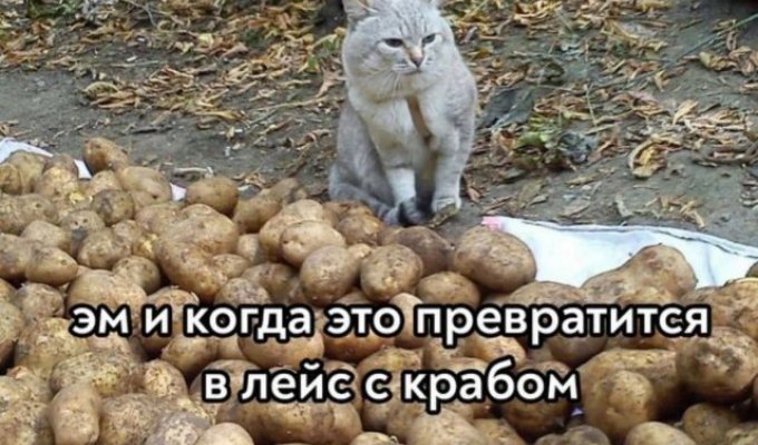 Лучшие шутки и мемы из Сети. Выпуск 517