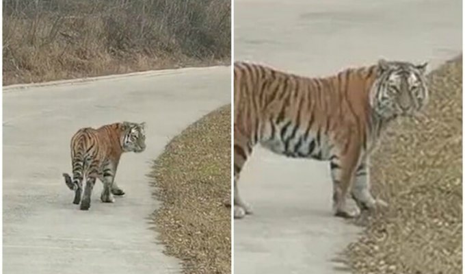 В Китае на дорогу вышел амурский тигр (6 фото + 1 видео)