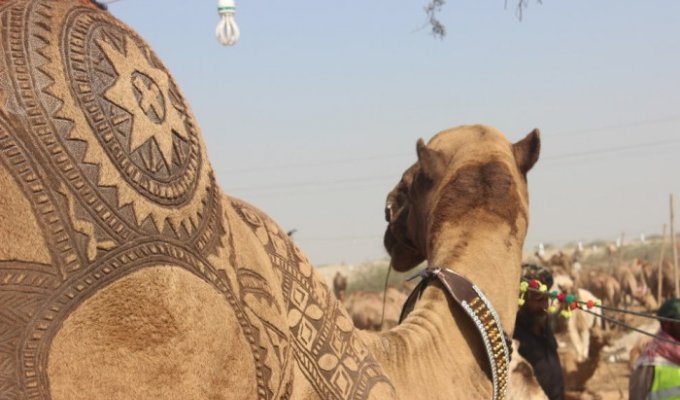 Верблюжья стрижка в Пакистане (7 фото)