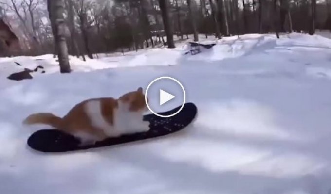 Талантливый кот, катающийся на сноуборде