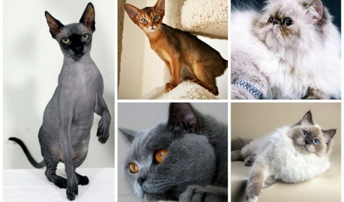 Самые популярные породы кошек в России по версии "Авито" (12 фото)