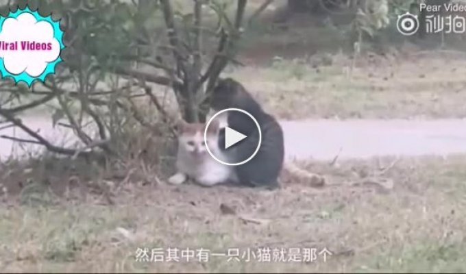 В Китае удалось запечатлеть потрясающе трогательный момент, в котором один котик делал массаж своему сородичу