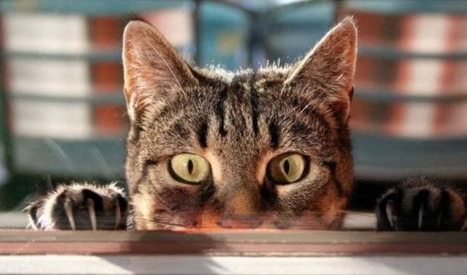 10 кошачьих секретов, о которых вы не догадывались (5 фото)