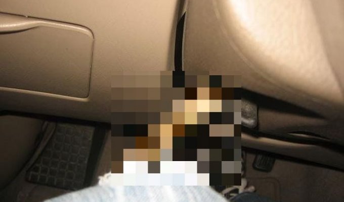 Незваный гость пробрался в автомобиль (5 фото)