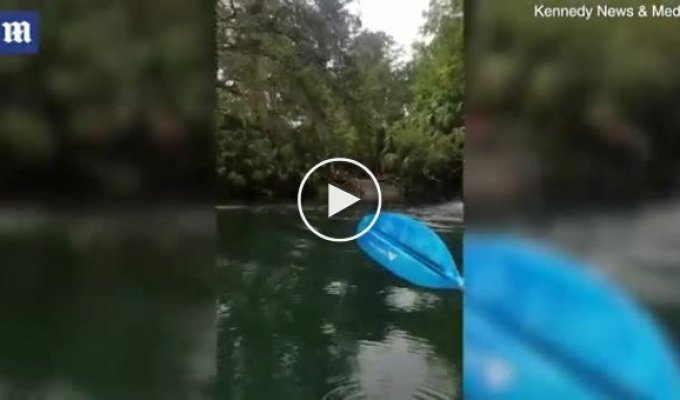 Туристы сняли, как обезьяны ныряют бомбочкой в реку