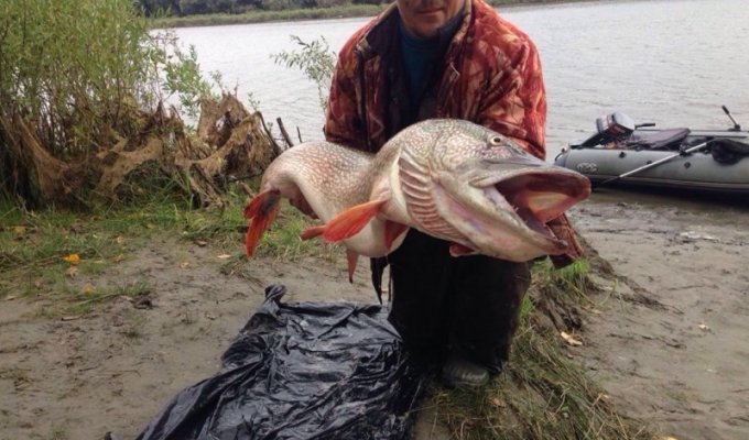 Новосибирский рыбак поймал щуку длиной с человека (2 фото)
