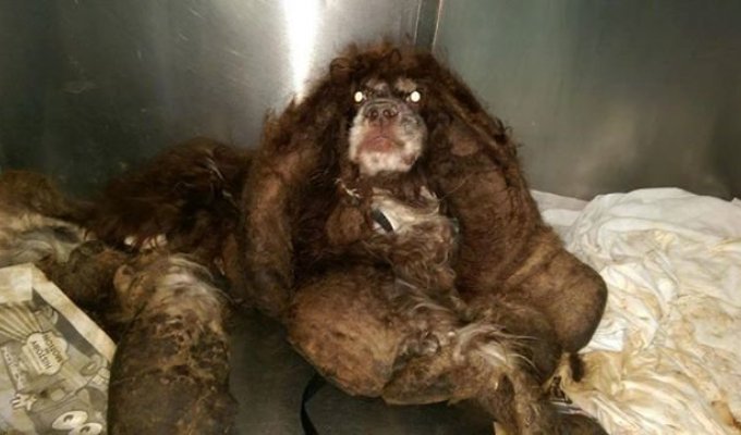 Волонтеры спасли бездомного пса, на котором было около 3 кг спутавшейся шерсти (5 фото + 1 видео)