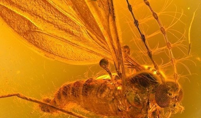 Доисторические насекомые, идеально сохранившиеся до наших дней (34 фото)