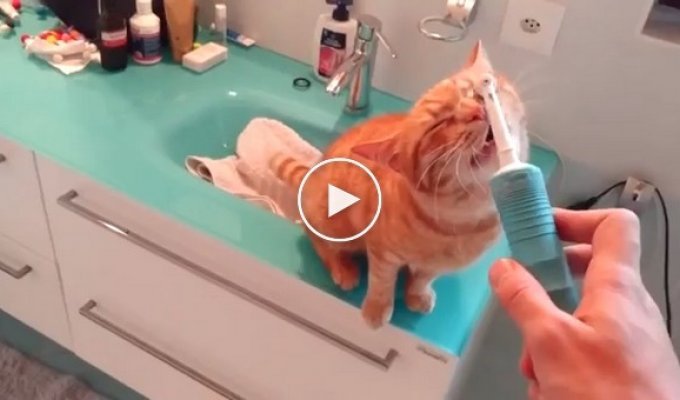 Этот кот просто обожает массаж от электрической зубной щетки