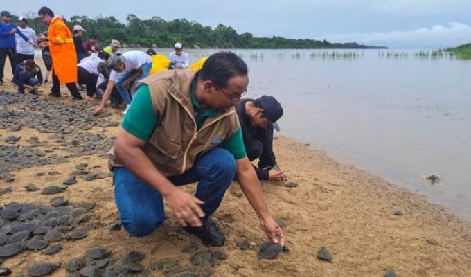 Экологи из Венесуэлы выпустили в дикую природу 20 тысяч исчезающих черепах Аррау (4 фото)