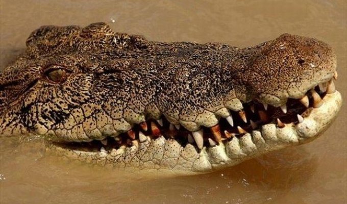 На сколько высоко крокодил способен выпрыгнуть из воды? (4 фото)