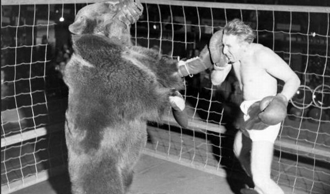 Медведь против человека (6 фото)