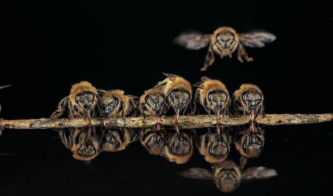 Тайны диких пчел: уникальные фотографии (9 фото)