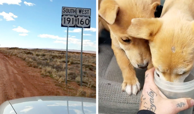 Эти щенки погибли бы в пустыне, если бы не двое путешественников (7 фото + 1 видео)