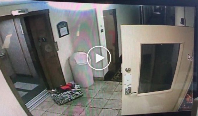 Менеджер отеля спас собаку, которую чуть не задушило поводком, зажатым дверьми лифта  