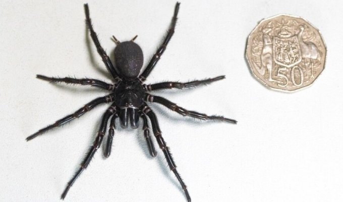 В Австралии найден смертоносный паук рекордных размеров (2 фото + 1 видео)