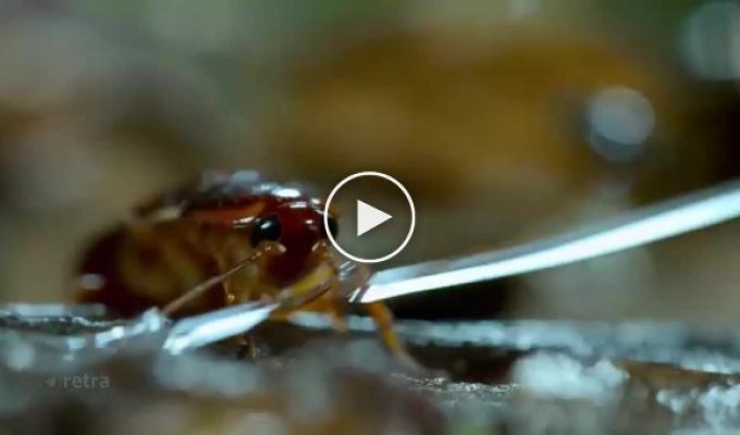 Онихофор - маньяк-убийца из мира насекомых