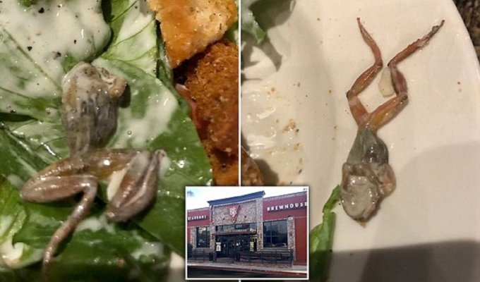 Жительнице Калифорнии в ресторане подали дохлую лягушку (6 фото)
