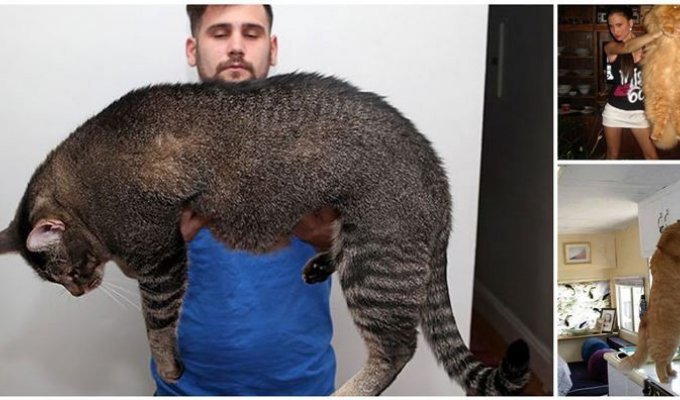 20 гигантских котов, которые явно давным-давно перестали быть котятами (21 фото)
