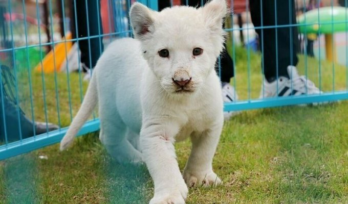 В китайском зоопарке растет редкий белый львенок (12 фото)