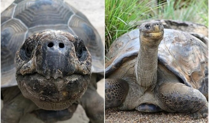 70-летний самец черепахи наконец покинет ряды холостяков (5 фото + 1 видео)