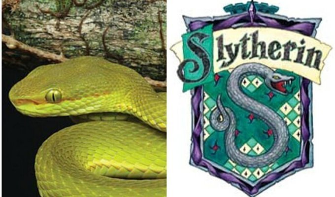Ученые назвали новый вид змей в честь персонажа "Гарри Поттера" (7 фото)