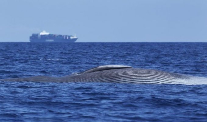 Раненый кит (4 фото) (жесть)