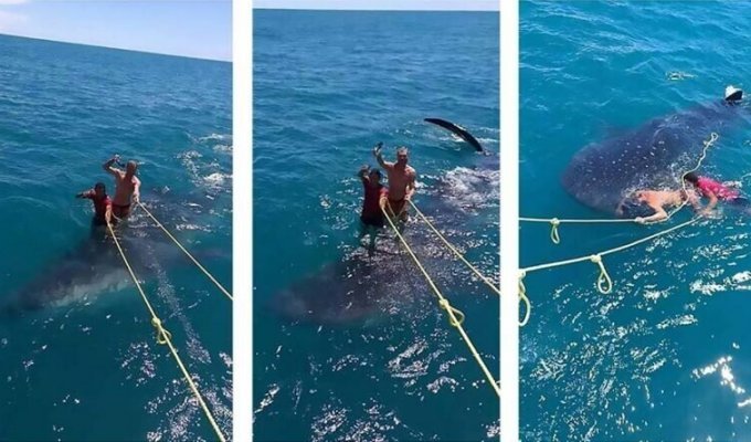 Двое мужчин изрядно разозлили интернет-пользователей снимком с «серфингом» на китовой акуле (4 фото)
