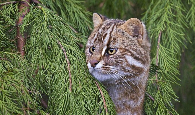 Лесные коты: дикие родственники домашних кошек (6 фото)