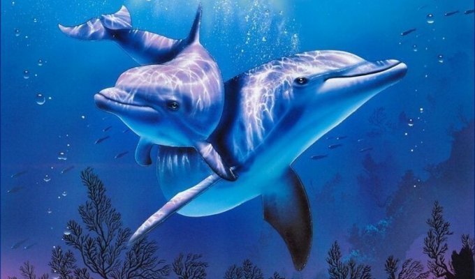 40 Интересных фактов о дельфинах (41 фото)