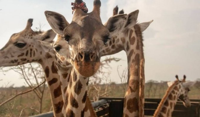Ученые с удивлением обнаружили двух карликовых жирафов в Намибии и Уганде (4 фото)