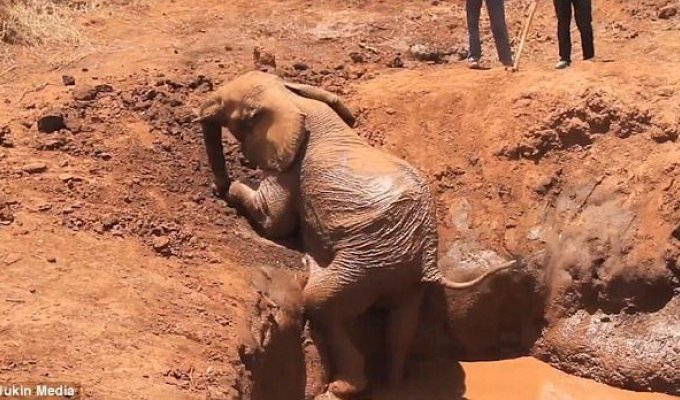 Спасение слона, застрявшего в яме (3 фото + 1 видео)