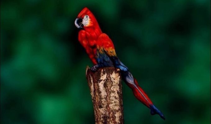 Тест на внимательность: снимок попугая (4 фото)
