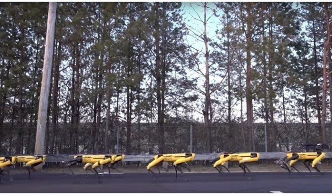 Почти армия: роботы Boston Dynamics сбились в стаю (1 фото + 1 видео)