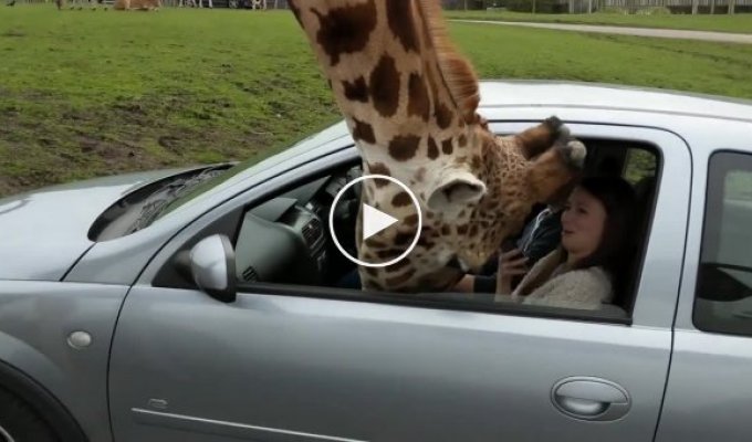 Жирафу зажали голову пассажирским стеклом автомобиля