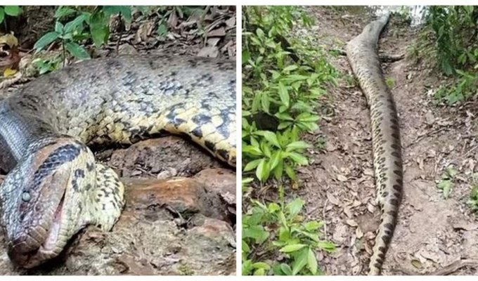 Самая большая в мире змея убита охотниками в тропических лесах Амазонки (8 фото + 1 видео)
