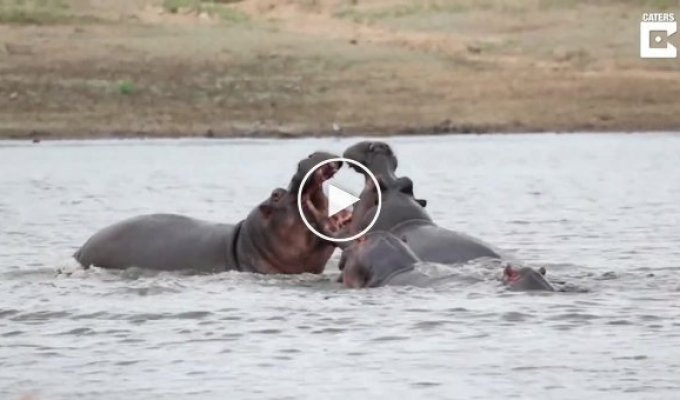 Большой кусь. Два бегемота сцепились в часовой схватке на реке в Южной Африке